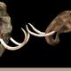 Illustration for article titled South Carolina and the Mammoth
